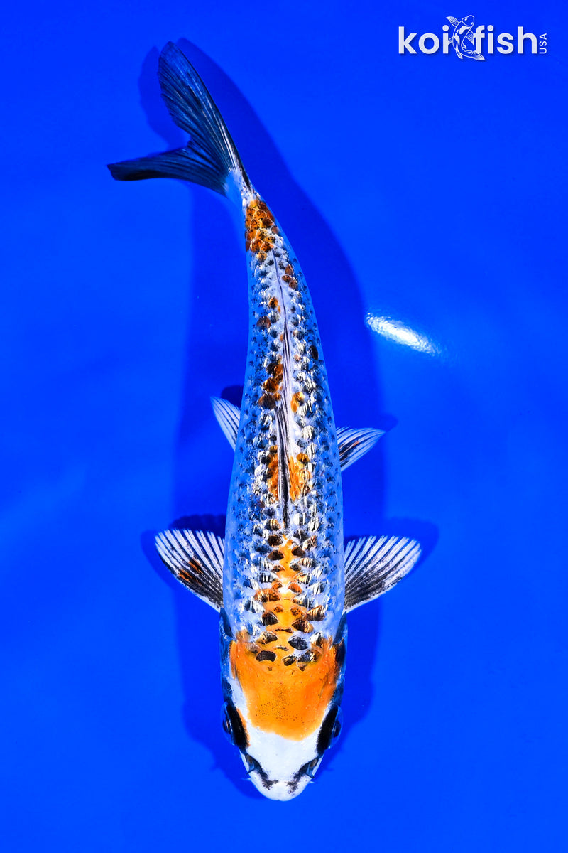Orange Koi Fish For Sale – Page 4
