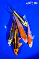 PACK OF (5) 4-5" STANDARD KOI