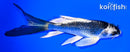 5.5" GINGA BUTTERFLY