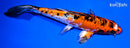 7.25" YAMATO NISHIKI