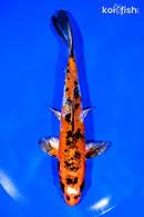 7.25" YAMATO NISHIKI