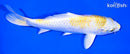 7" HARIWAKE
