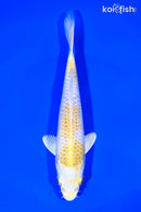 7" HARIWAKE