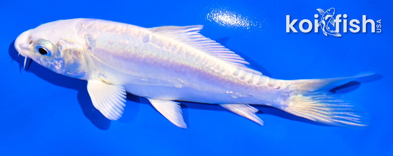 4.5" DOITSU PLATINUM OGON