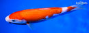 8.25" KOHAKU