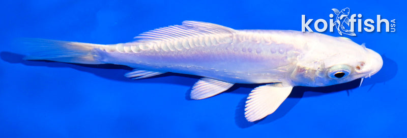 4.5" DOITSU PLATINUM OGON