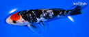 6.75" GINRIN TANCHO SANKE
