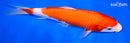 8.25" KOHAKU