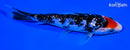 6.75" GINRIN TANCHO SANKE