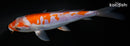8.25" DOITSU OCHIBA SHIGURE