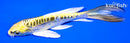 6" KIN KIKOKURYU BUTTERFLY