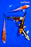 PACK OF (5) 4-5" STANDARD KOI