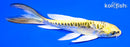 6" KIN KIKOKURYU BUTTERFLY