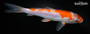 8.25" DOITSU OCHIBA SHIGURE
