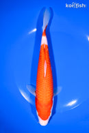 8.25" KOHAKU