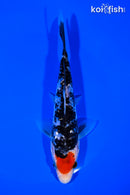 6.75" GINRIN TANCHO SANKE