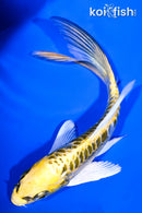 6" KIN KIKOKURYU BUTTERFLY