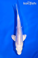 4.5" DOITSU PLATINUM OGON