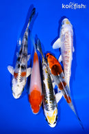 PACK OF (5) 4-5" STANDARD KOI