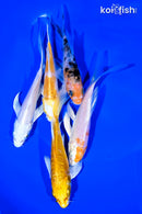 PACK OF (5) 4-5" BUTTERFLY KOI