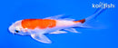 5.25" HARIWAKE BUTTERFLY