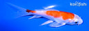 5.25" HARIWAKE BUTTERFLY