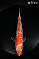 8.25" DOITSU OCHIBA SHIGURE