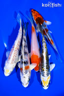 PACK OF (5) 4-5" STANDARD KOI