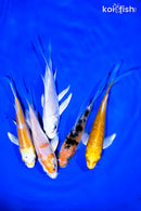 PACK OF (5) 4-5" BUTTERFLY KOI