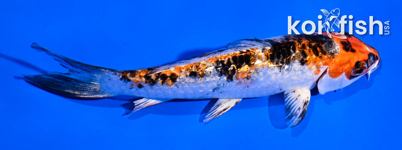 5" GINRIN YAMATO NISHIKI