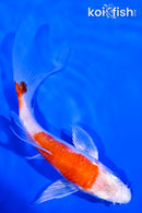 5.25" HARIWAKE BUTTERFLY