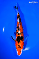 8.5" SANKE