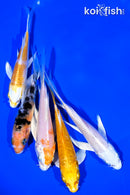 PACK OF (5) 4-5" BUTTERFLY KOI