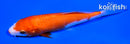 6.25" KUCHIBENI KOHAKU