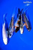 PACK OF (5) 4-5" BUTTERFLY KOI