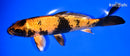 8" KIN HI UTSURI