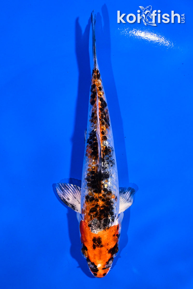 5" GINRIN YAMATO NISHIKI