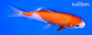 6.25" KUCHIBENI KOHAKU