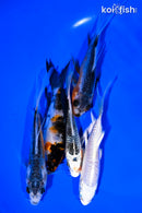 PACK OF (5) 4-5" BUTTERFLY KOI