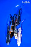 PACK OF (5) 4-5" BUTTERFLY KOI