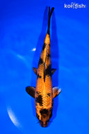 8" KIN HI UTSURI
