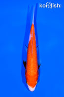 6.25" KUCHIBENI KOHAKU