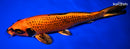 12.5" ORENJI MATSUBA