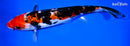 8.75" DOITSU SANKE