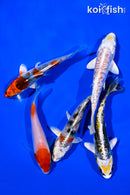 PACK OF (5) 4-5" STANDARD KOI