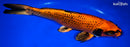 12.5" ORENJI MATSUBA