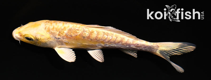5" GINRIN ARAGOKE YAMABUKI OGON