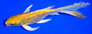 6" GINRIN YAMABUKI OGON BUTTERFLY