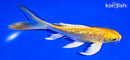 6" GINRIN YAMABUKI OGON BUTTERFLY