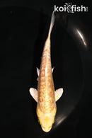 5" GINRIN ARAGOKE YAMABUKI OGON